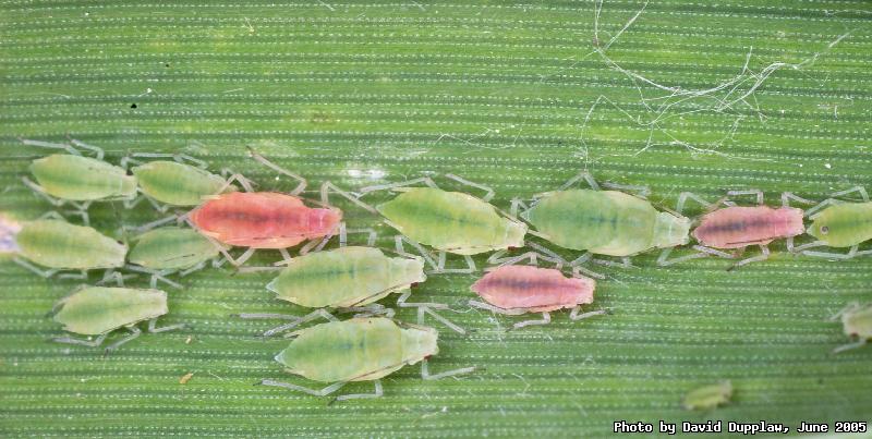 Aphids on a blade of grass