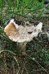 Mushroom in Whitesheet.