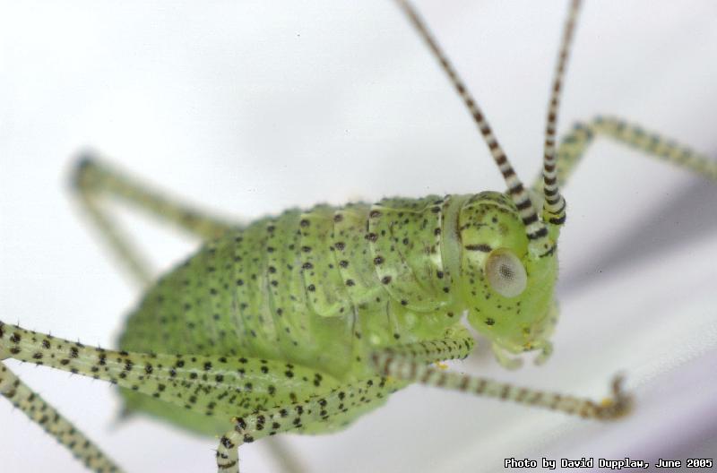 Juvenile Speckled Bush Cricket