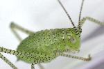 Juvenile Speckled Bush Cricket