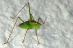 Adult Speckled Bush Cricket on Wall