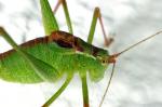Adult Speckled Bush Cricket
