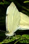 Cabbage White Mating