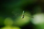 Southern Hawker
