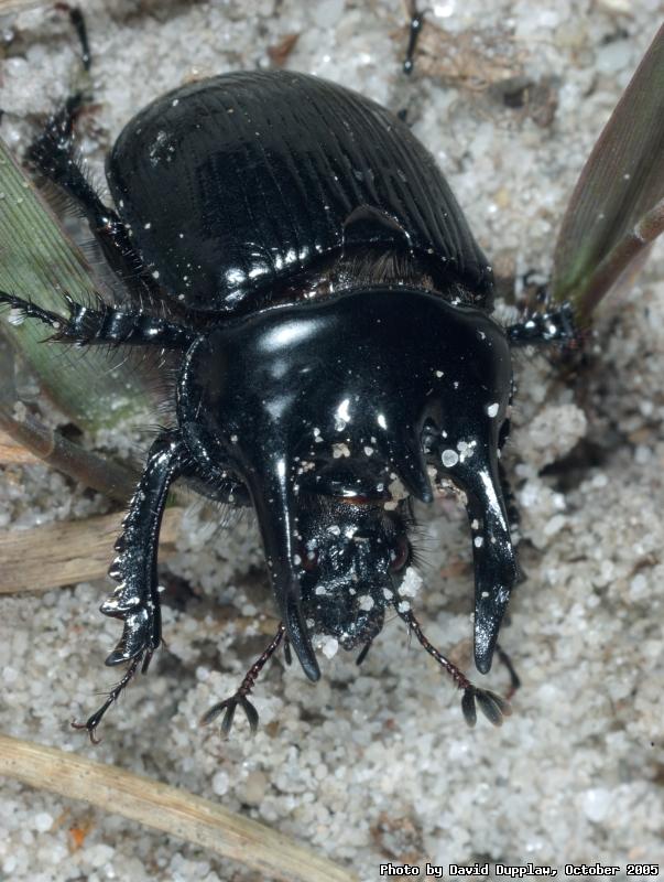 Minotaur Beetle
