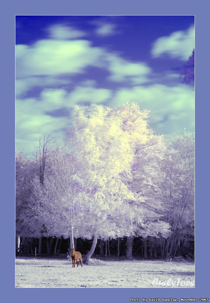  White Tree, Brown Horse, Blue Sky