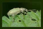 Green Nettle Weevil (Phyllobius pomaceus)