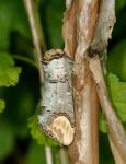 Buff-Tip Moth (Phalera bucephala)