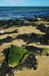 Seaweed, on the Rocks