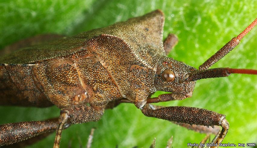 Squash Bug Portrait