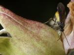 Braconid Wasp II