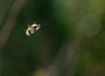 Be a Beefly and Fly
